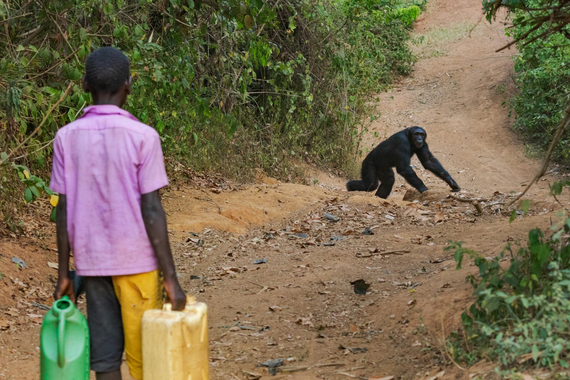 Chimpanzee in Rural Uganda