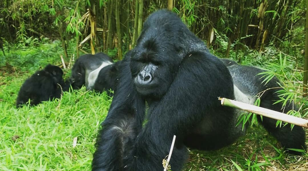 Mgahinga Gorilla Trekking